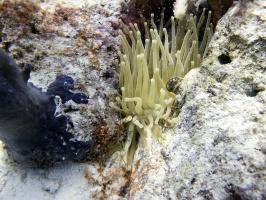 IMG 4083 Giant Anemone and Yellowline Arrowcrab